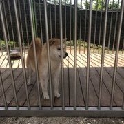 오야붕