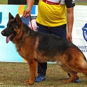 2019 KKC SIEGERSCHAU Shepherd 