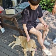 골든리트리버 '호두' 보호자 면회