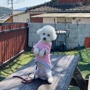 차렷 훈련중인 비숑 '로또'