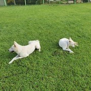 진도 '코리'&'아침' 동시 기다려 훈련