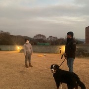 버니즈 마운틴 독 금동이 방문교육