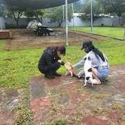 문제견 행동교정