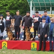 2023 KSV 독일 세퍼트 특별전람회 나비.원