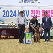 2024.4.14 ksv 천안 특별전 미성견 암조 1석