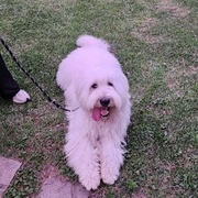 (2024/6/25)삽살이 포비 방문교육