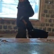[위탁교육] 도베르만 복종 훈련