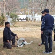 가정견(포비) 훈련 교육