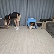 보더콜리 보리 자두 행동교정