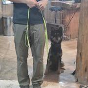 행동교정 '콜라'