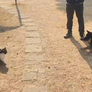 [위탁교육] 진도견(달), 고양이 반응 줄이기 훈련
