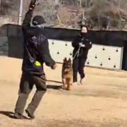 저먼 셰퍼드(카이) Show training  &amp