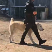 [위탁교육] 미들아시안 오브차카(뭉치) 복종 훈련