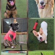 프렌드 도그파크 놀러 온 강아지들