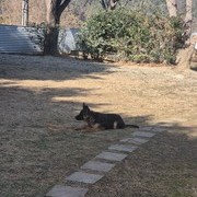 저먼 셰퍼드(쏘피) 가정견 복종 훈련