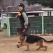 저먼 셰퍼드(이루스) 노핸드링 훈련
