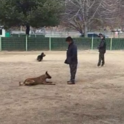 아크, 도라 합동 복종 훈련