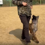 마리노이즈 복종 훈련